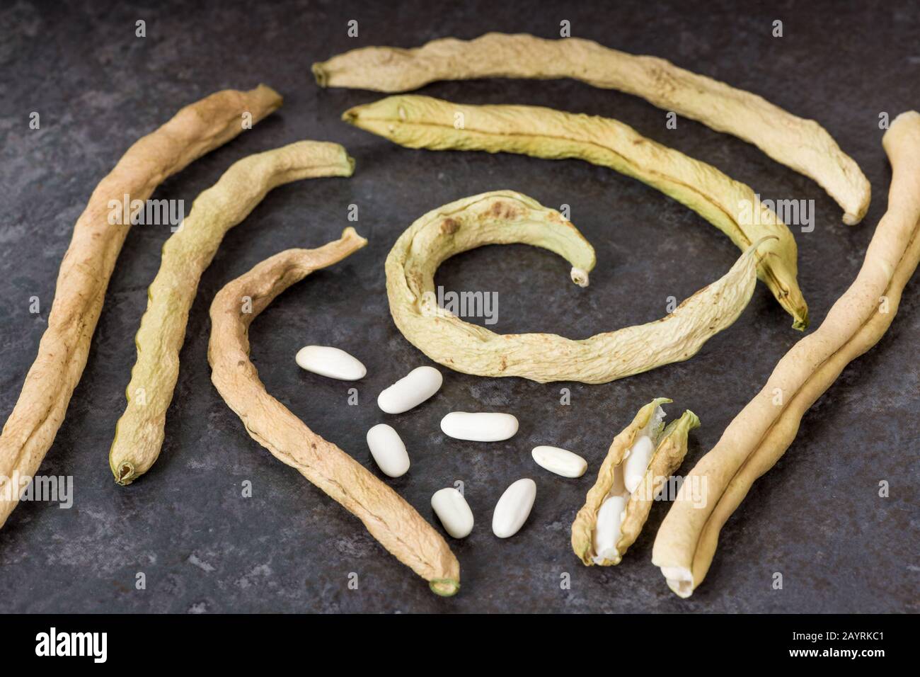Les dosettes et graines de haricots secs de Soleil sont faites sécher. Pour sauver des graines de haricot, laissez vos haricots mûrir complètement sur la vigne pour devenir de gros haricots durs. Par le Banque D'Images