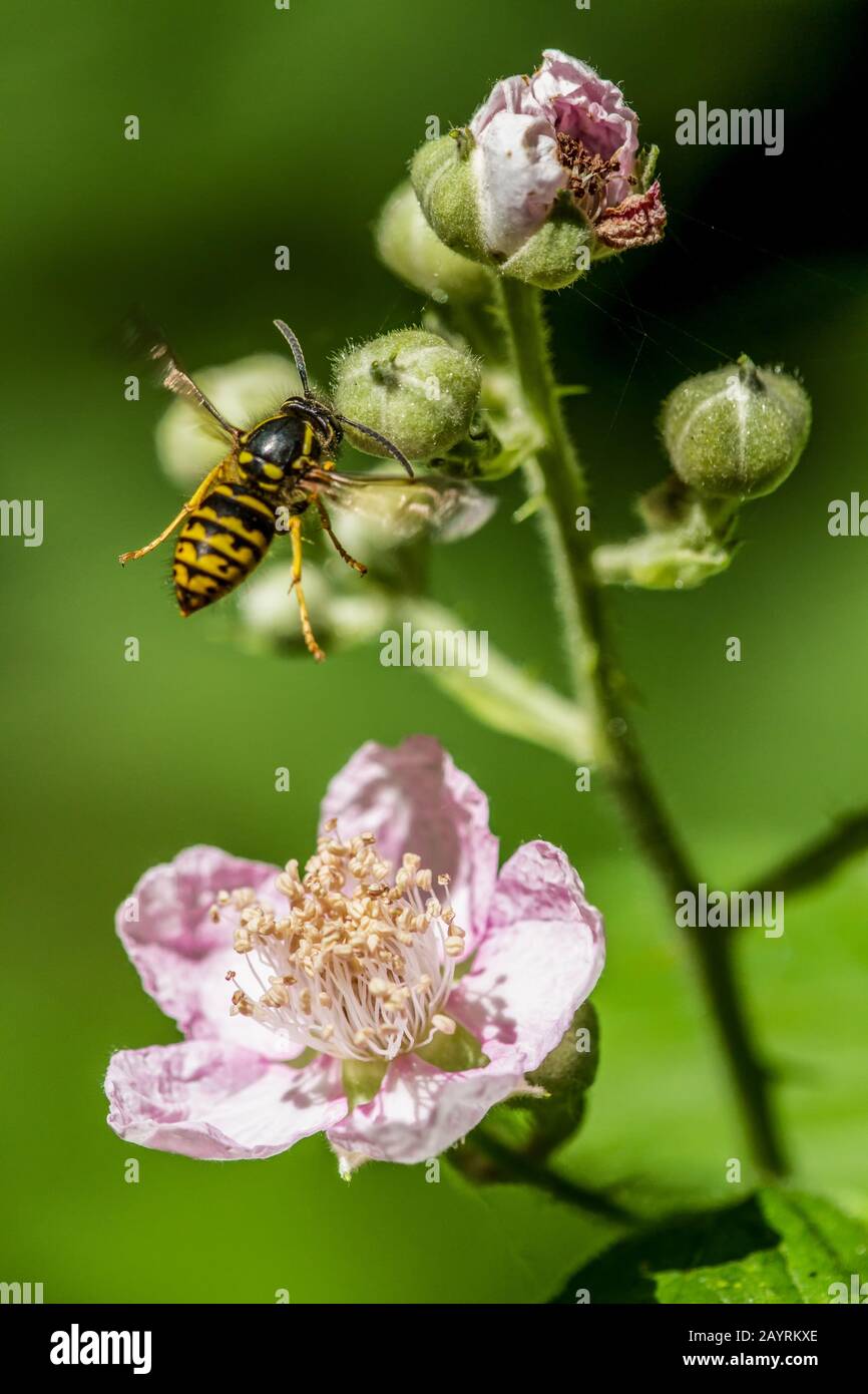 Sandhills Hornet survolant les fleurs de blackberry, après avoir sirotant le nectar de blackberry, dans l'ouest de Washington, États-Unis Banque D'Images