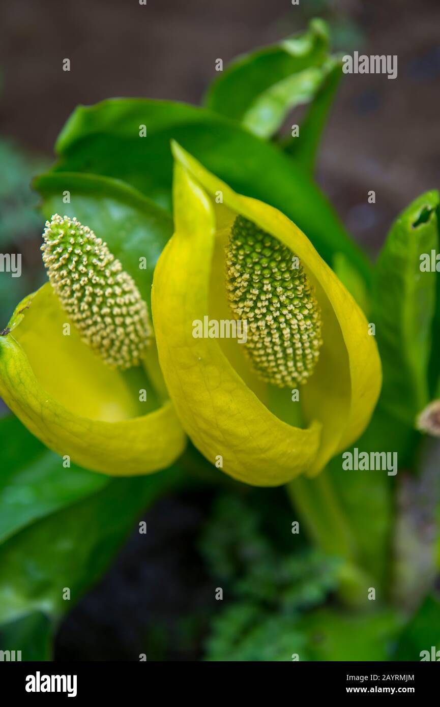 Lysichiton americanus, également appelé chou de la skunk occidentale, chou de la skunk jaune, mouffette américaine ou lanterne de marais, est une plante trouvée dans les marais an Banque D'Images