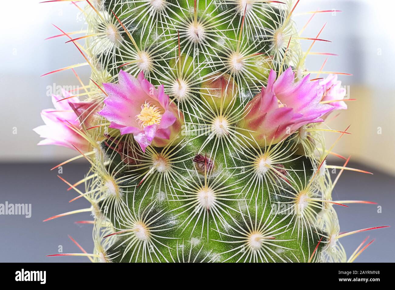 Fleurs roses et jaunes sur un cactus ladyfinger Banque D'Images