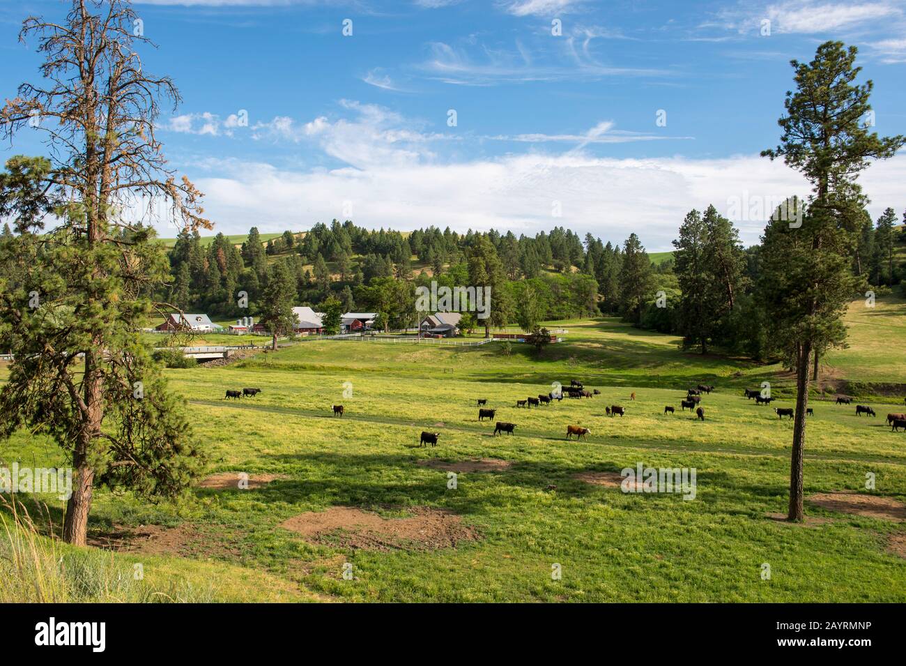 Bétail dans la vallée de Union Flat Creek dans le comté de Whitman, dans la Palouse, État de Washington, États-Unis. Banque D'Images
