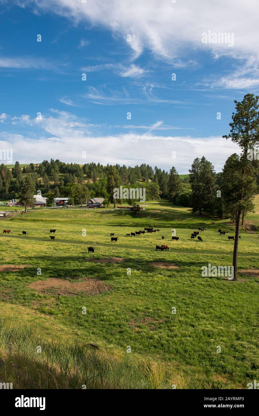 Bétail dans la vallée de Union Flat Creek dans le comté de Whitman, dans la Palouse, État de Washington, États-Unis. Banque D'Images