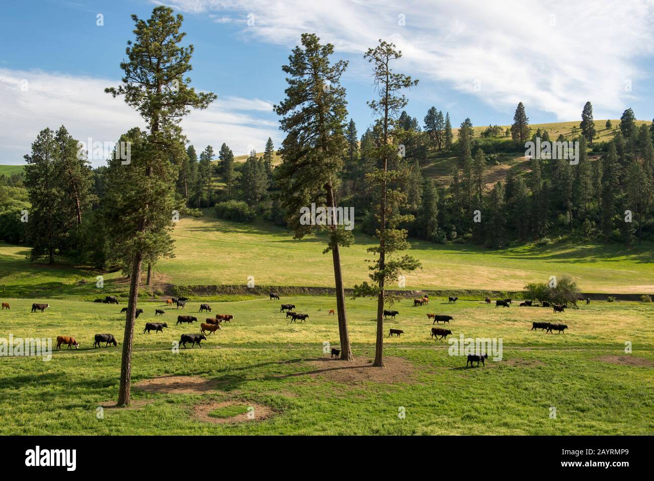 Bétail dans la vallée de Union Flat Creek dans le comté de Whitman, dans la Palouse, État de Washington, États-Unis. Banque D'Images
