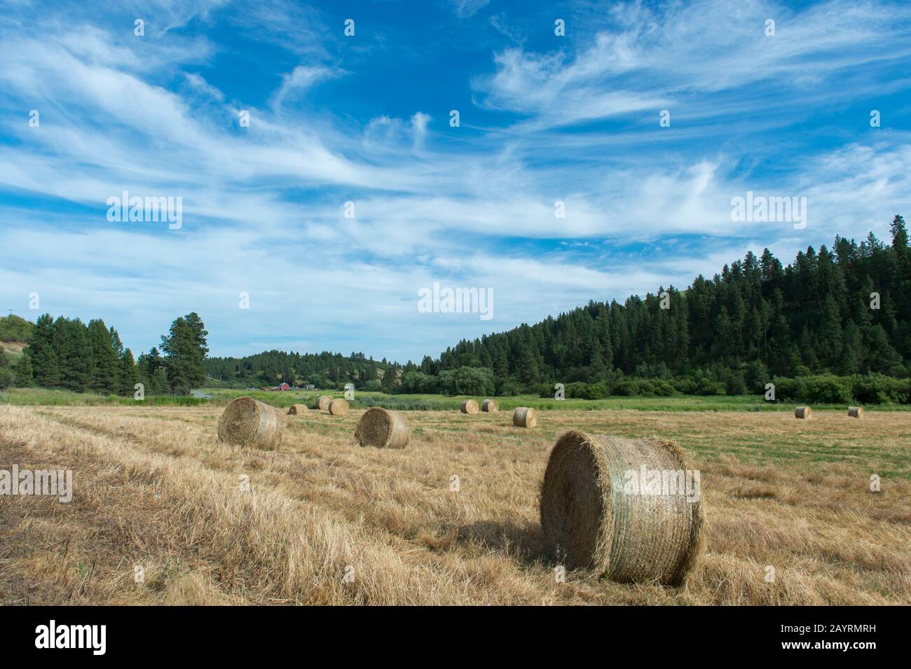 Balles de foin dans la vallée de Union Flat Creek dans le comté de Whitman à Palouse, État de Washington, États-Unis avec une ferme en arrière-plan. Banque D'Images