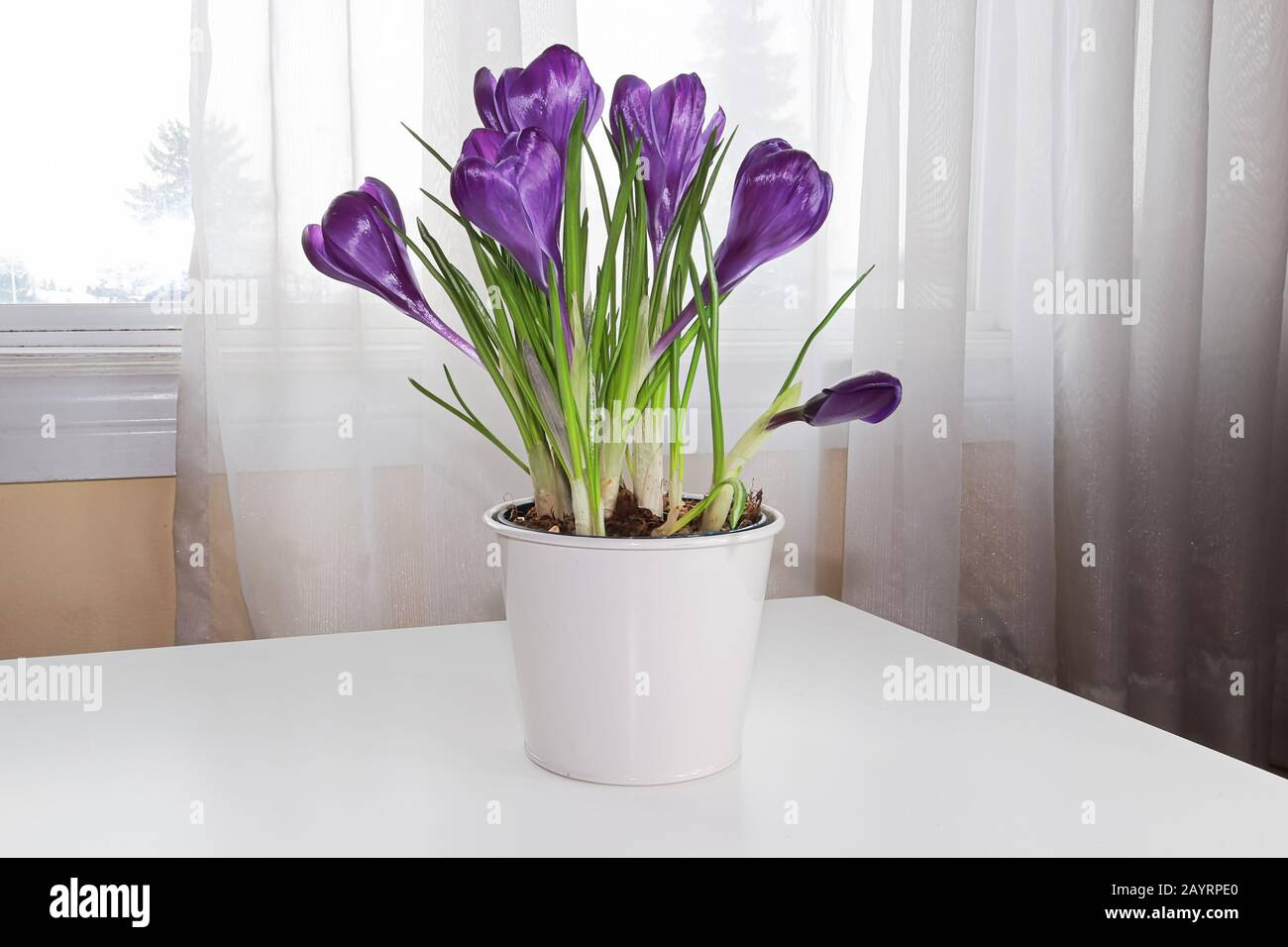 Crocus pourpre fleurs sur une table à côté d'une fenêtre Banque D'Images