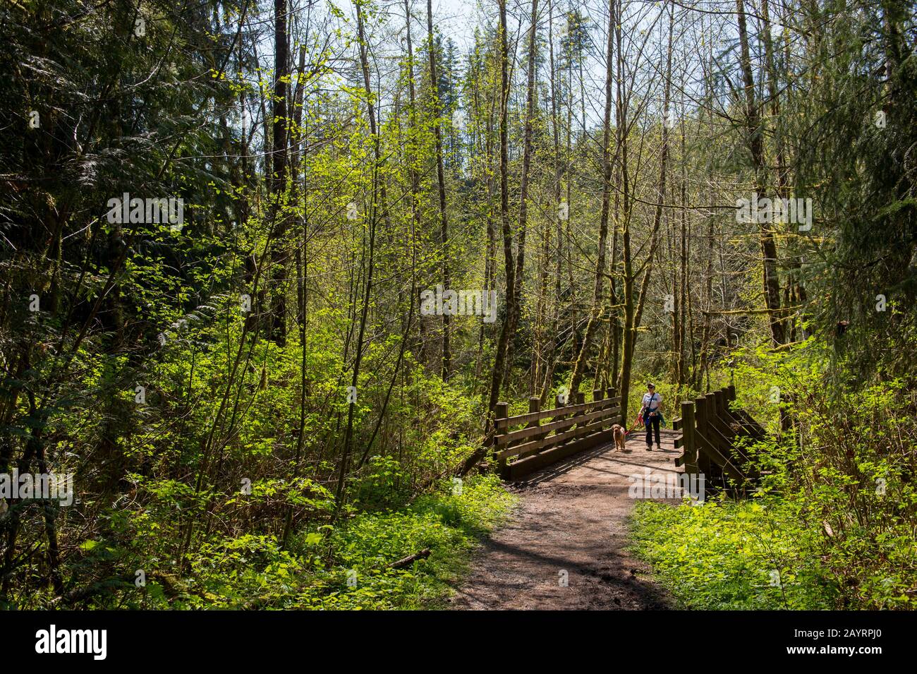 Randonneur (modèle 20020923-10) et chien (miniature doré) sur la Lime Kiln Trail près de Granite Falls, État de Washington, États-Unis, qui est partiel Banque D'Images