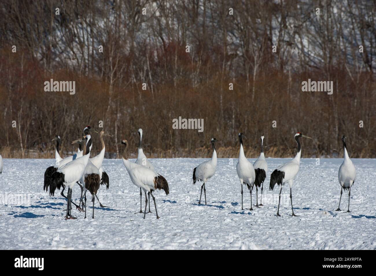 Grues japonaises en danger (Grus japonensis), également connues sous le nom de grues à couronne rouge, qui sont l'une des grues les plus rares au monde à l'Aran Intern Banque D'Images Grues japonaises en danger (Grus japonensis), également connues sous le nom de grues à couronne rouge, qui sont l'une des grues les plus rares au monde à l'Aran Intern Banque D'Images