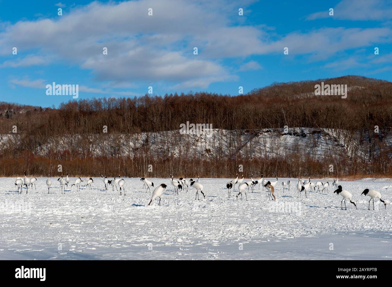 Grues japonaises en danger (Grus japonensis), également connues sous le nom de grues à couronne rouge, qui sont l'une des grues les plus rares au monde à l'Aran Intern Banque D'Images Grues japonaises en danger (Grus japonensis), également connues sous le nom de grues à couronne rouge, qui sont l'une des grues les plus rares au monde à l'Aran Intern Banque D'Images