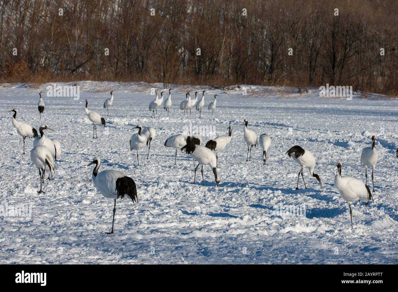 Grues japonaises en danger (Grus japonensis), également connues sous le nom de grues à couronne rouge, qui sont l'une des grues les plus rares au monde à l'Aran Intern Banque D'Images Grues japonaises en danger (Grus japonensis), également connues sous le nom de grues à couronne rouge, qui sont l'une des grues les plus rares au monde à l'Aran Intern Banque D'Images