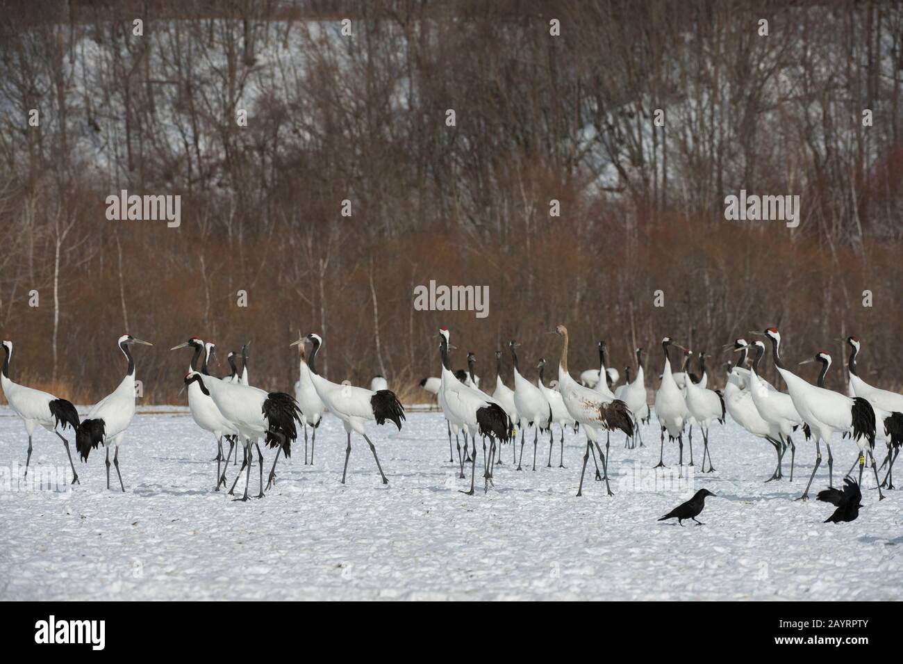 Grues japonaises en danger (Grus japonensis), également connues sous le nom de grues à couronne rouge, qui sont l'une des grues les plus rares au monde à l'Aran Intern Banque D'Images Grues japonaises en danger (Grus japonensis), également connues sous le nom de grues à couronne rouge, qui sont l'une des grues les plus rares au monde à l'Aran Intern Banque D'Images