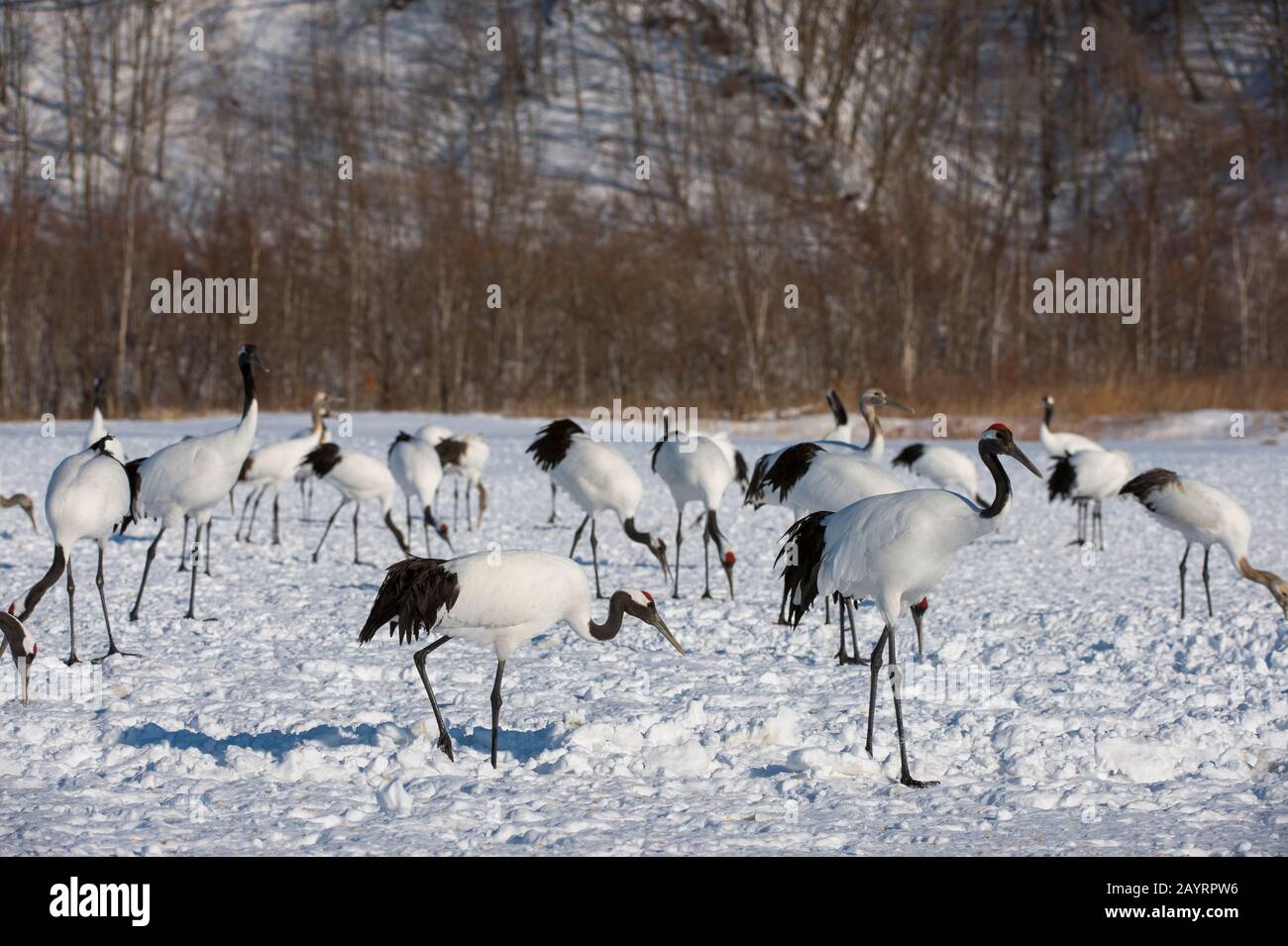 Grues japonaises en danger (Grus japonensis), également connues sous le nom de grues à couronne rouge, qui sont l'une des grues les plus rares au monde à l'Aran Intern Banque D'Images Grues japonaises en danger (Grus japonensis), également connues sous le nom de grues à couronne rouge, qui sont l'une des grues les plus rares au monde à l'Aran Intern Banque D'Images