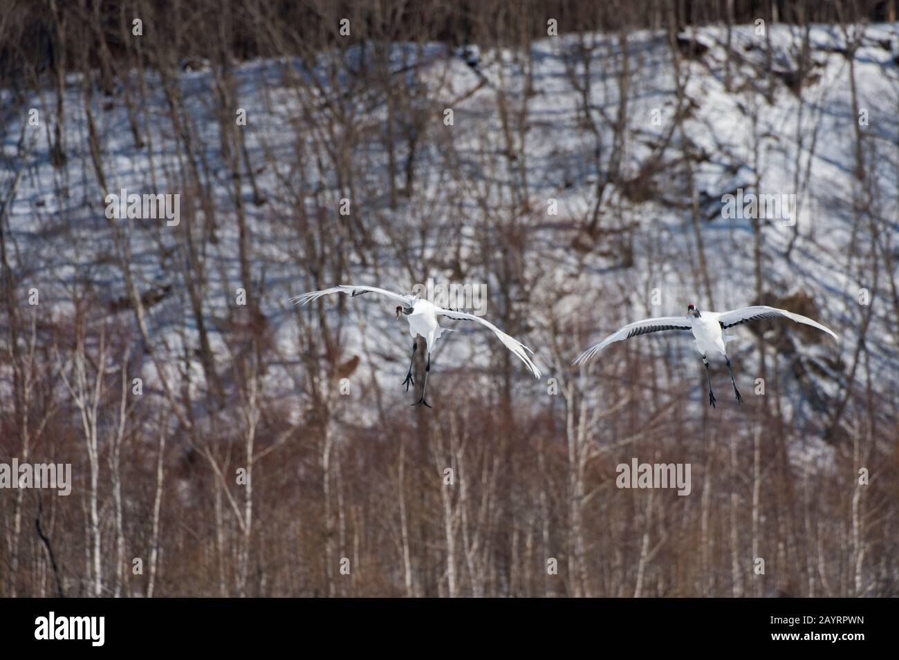Grues japonaises en danger (Grus japonensis), également connues sous le nom de grues à couronne rouge, qui sont l'une des grues les plus rares au monde, volantes sur le Banque D'Images Grues japonaises en danger (Grus japonensis), également connues sous le nom de grues à couronne rouge, qui sont l'une des grues les plus rares au monde, volantes sur le Banque D'Images