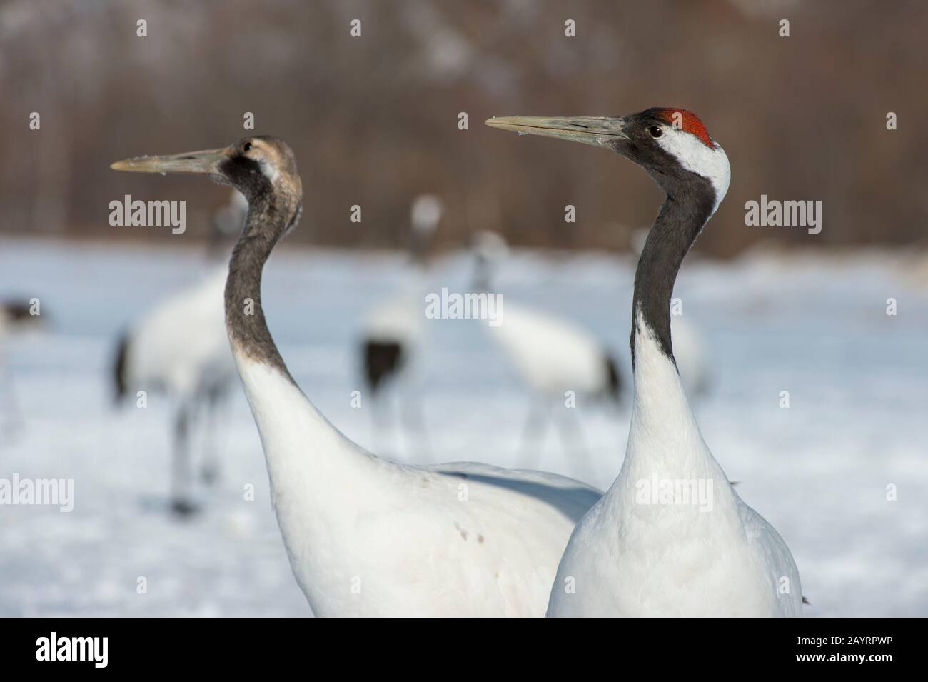Portrait d'une grue japonaise en danger (Grus japonensis) et d'un mineur, également connu sous le nom de grue à couronne rouge, qui est l'une des grues les plus rares du Banque D'Images Portrait d'une grue japonaise en danger (Grus japonensis) et d'un mineur, également connu sous le nom de grue à couronne rouge, qui est l'une des grues les plus rares du Banque D'Images