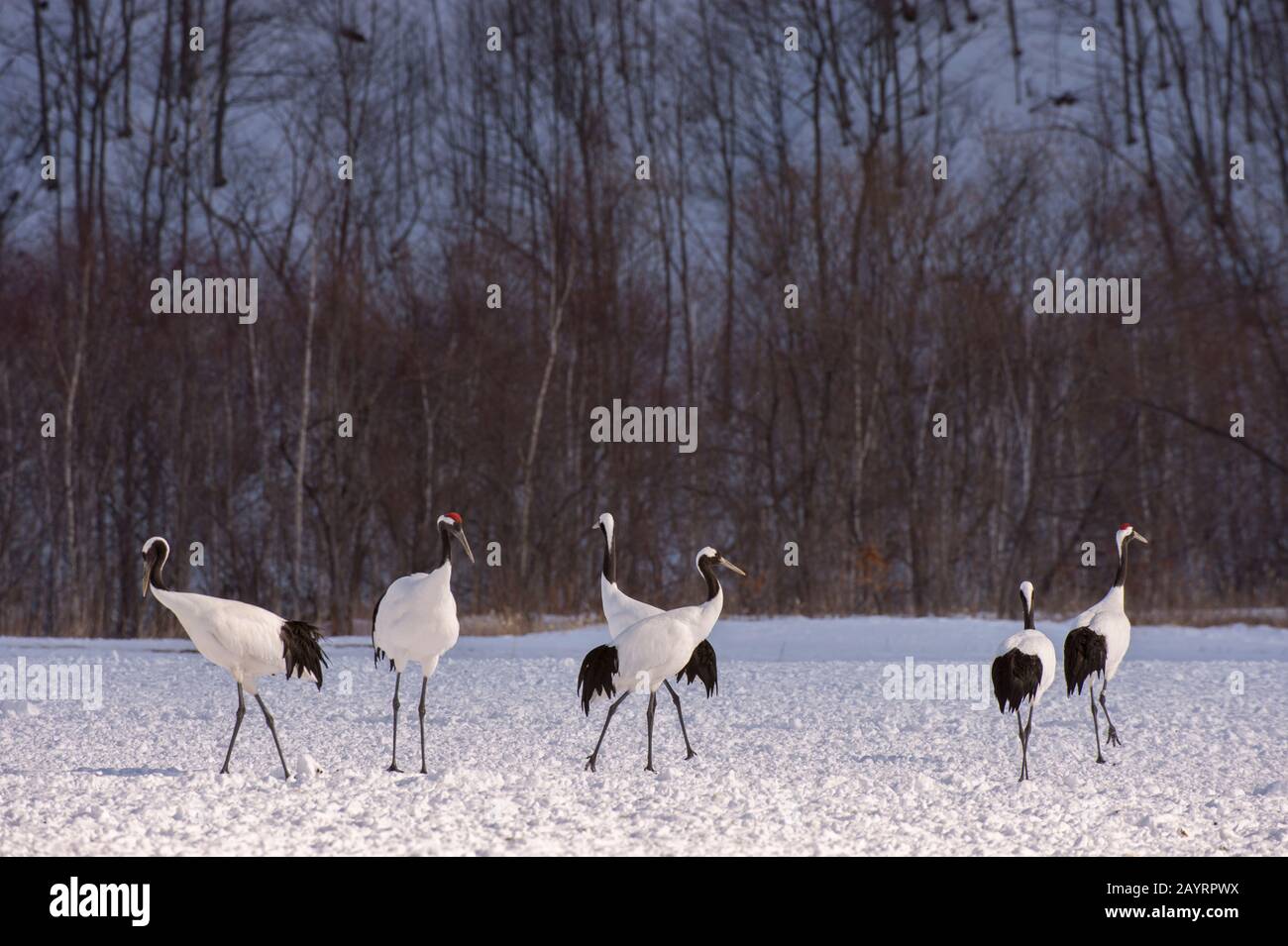 Grues japonaises en danger (Grus japonensis), également connues sous le nom de grues à couronne rouge, qui sont l'une des grues les plus rares au monde à l'Aran Intern Banque D'Images Grues japonaises en danger (Grus japonensis), également connues sous le nom de grues à couronne rouge, qui sont l'une des grues les plus rares au monde à l'Aran Intern Banque D'Images