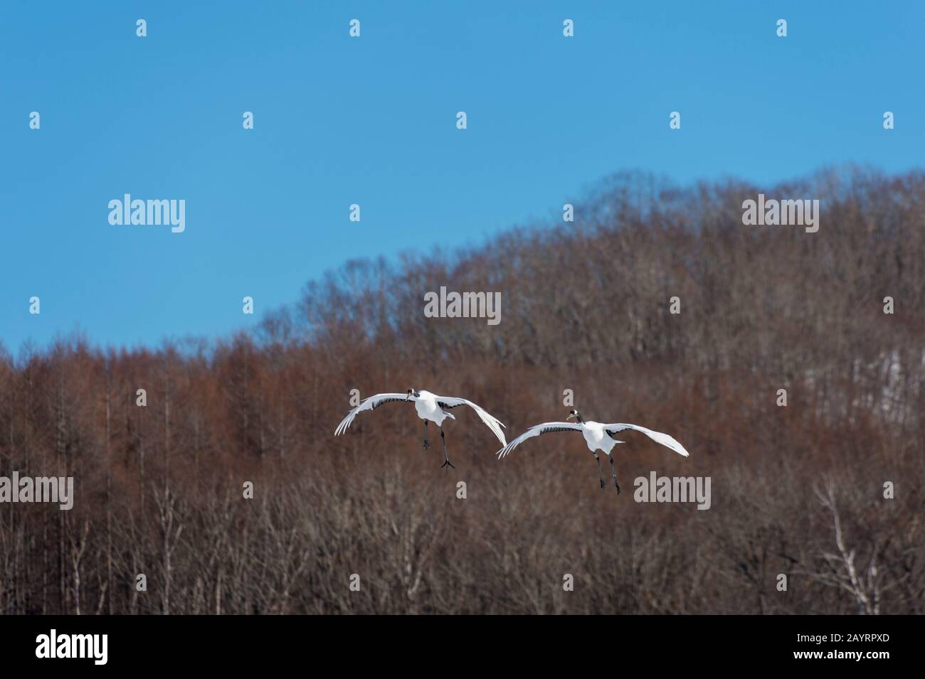 Grues japonaises en danger (Grus japonensis), également connues sous le nom de grues à couronne rouge, qui sont l'une des grues les plus rares au monde, volantes sur le Banque D'Images Grues japonaises en danger (Grus japonensis), également connues sous le nom de grues à couronne rouge, qui sont l'une des grues les plus rares au monde, volantes sur le Banque D'Images