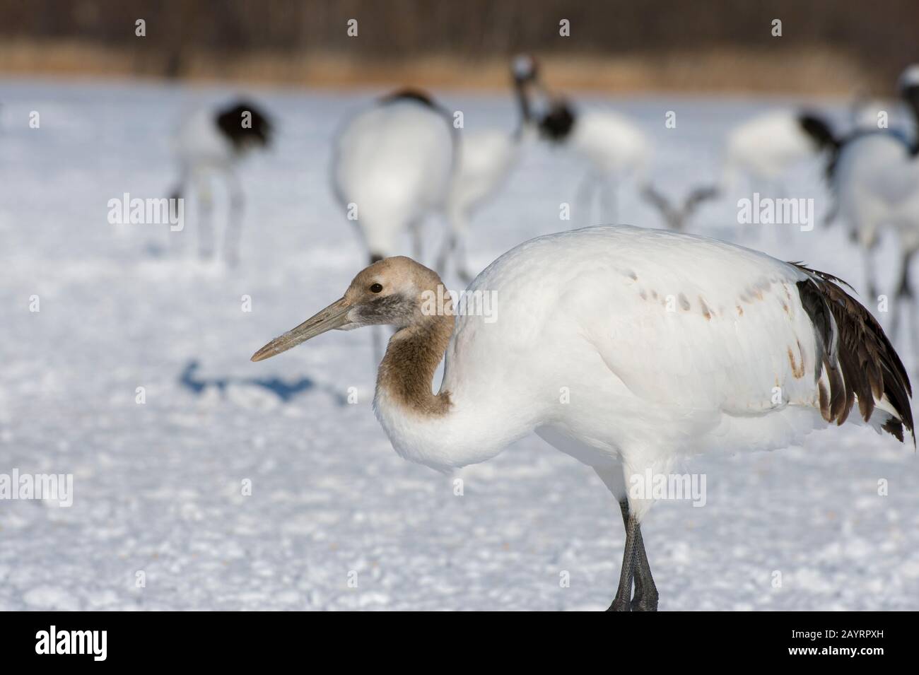 Une grue japonaise pour mineurs en danger de disparition (Grus japonensis), également connue sous le nom de grue à couronne rouge, qui est l'une des grues les plus rares au monde, à l'Ak Banque D'Images