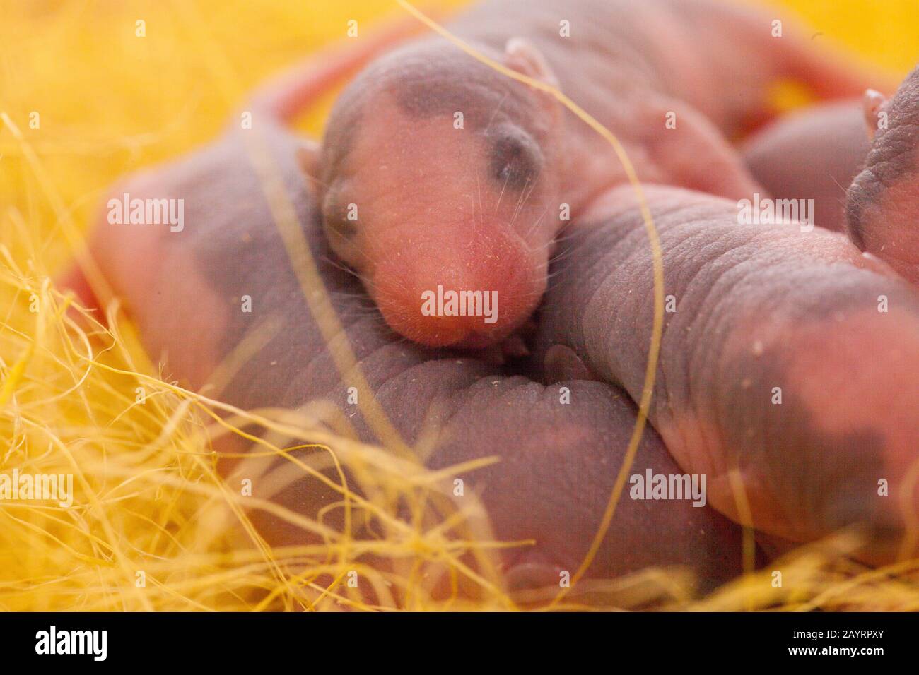 Les Rats Sont Des Enfants Nouveau Nes Mignons Et Beaux Rats De Bebe Sur Une Couche Jaune De Fromage Souris Et Fromage Photo Stock Alamy Les Rats Sont Des Enfants Nouveau Nes Mignons Et Beaux Rats De Bebe Sur Une Couche Jaune De Fromage Souris Et Fromage Photo Stock Alamy
