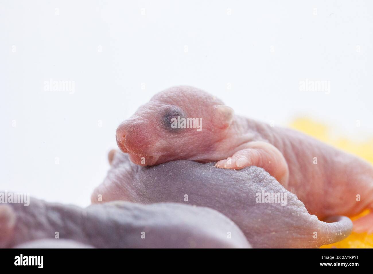 Les Rats Sont Des Enfants Nouveau Nes Mignons Et Beaux Rats De Bebe Sur Une Couche Jaune De Fromage Souris Et Fromage Photo Stock Alamy
