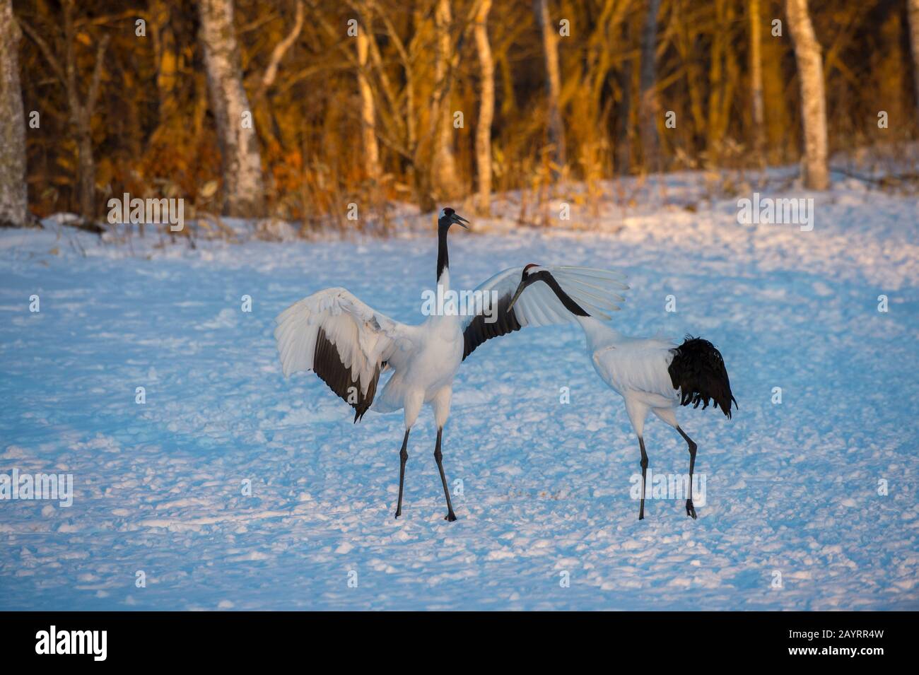 La grue japonaise (Grus japonensis), également connue sous le nom de grue à couronne rouge, est l'une des grues les plus rares au monde. Ici, au Tsurui Ito Banque D'Images La grue japonaise (Grus japonensis), également connue sous le nom de grue à couronne rouge, est l'une des grues les plus rares au monde. Ici, au Tsurui Ito Banque D'Images