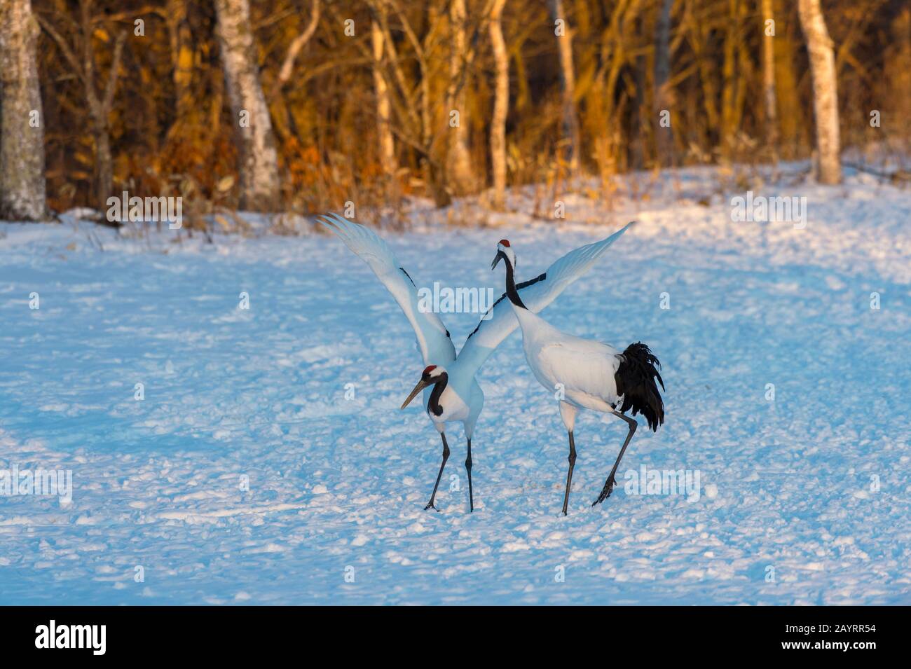 La grue japonaise (Grus japonensis), également connue sous le nom de grue à couronne rouge, est l'une des grues les plus rares au monde. Ici, au Tsurui Ito Banque D'Images La grue japonaise (Grus japonensis), également connue sous le nom de grue à couronne rouge, est l'une des grues les plus rares au monde. Ici, au Tsurui Ito Banque D'Images