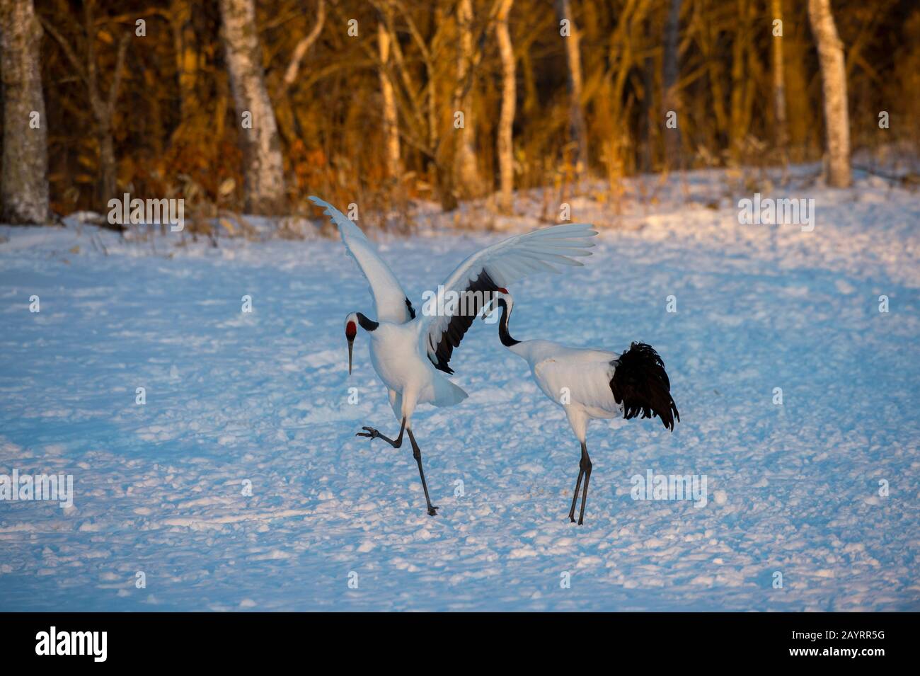 La grue japonaise (Grus japonensis), également connue sous le nom de grue à couronne rouge, est l'une des grues les plus rares au monde. Ici, au Tsurui Ito Banque D'Images La grue japonaise (Grus japonensis), également connue sous le nom de grue à couronne rouge, est l'une des grues les plus rares au monde. Ici, au Tsurui Ito Banque D'Images