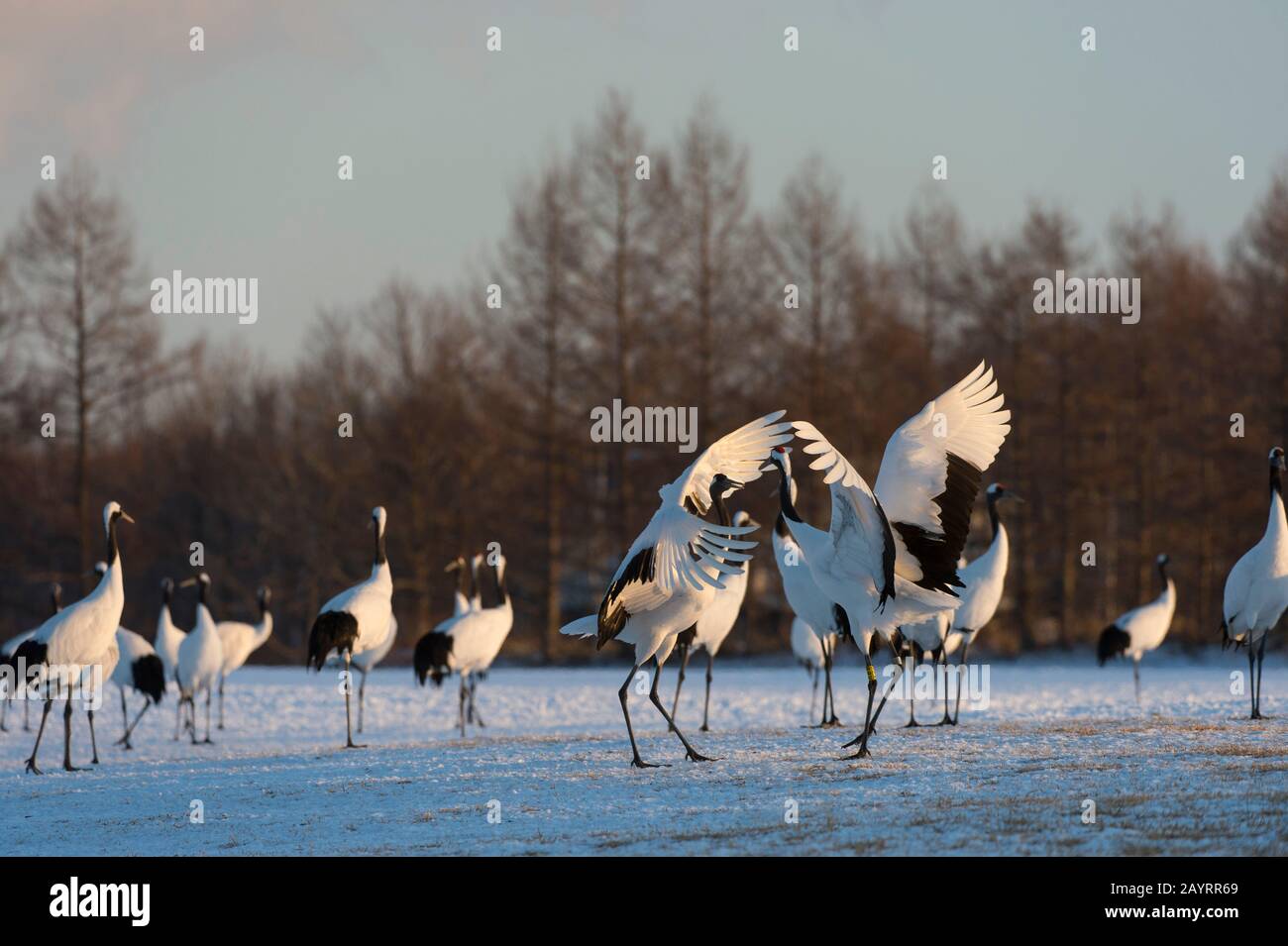 La grue japonaise (Grus japonensis), également connue sous le nom de grue à couronne rouge, est l'une des grues les plus rares au monde. Ici, au Tsurui Ito Banque D'Images La grue japonaise (Grus japonensis), également connue sous le nom de grue à couronne rouge, est l'une des grues les plus rares au monde. Ici, au Tsurui Ito Banque D'Images