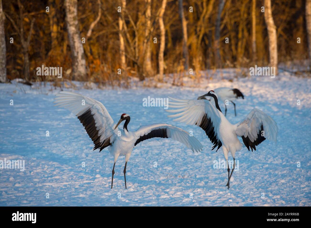 La grue japonaise (Grus japonensis), également connue sous le nom de grue à couronne rouge, est l'une des grues les plus rares au monde. Ici, au Tsurui Ito Banque D'Images La grue japonaise (Grus japonensis), également connue sous le nom de grue à couronne rouge, est l'une des grues les plus rares au monde. Ici, au Tsurui Ito Banque D'Images