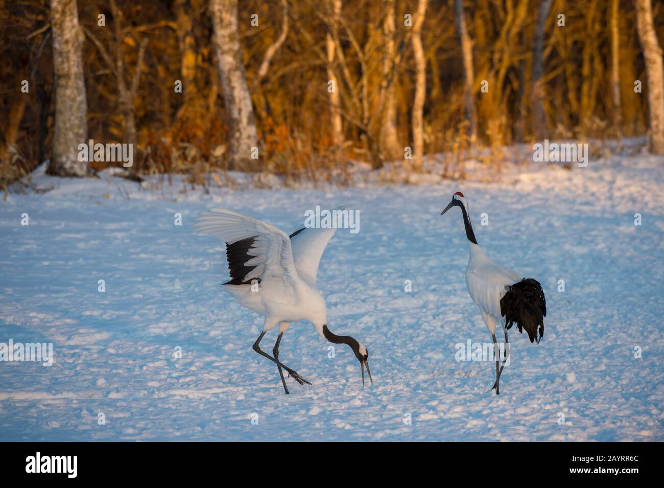 La grue japonaise (Grus japonensis), également connue sous le nom de grue à couronne rouge, est l'une des grues les plus rares au monde. Ici, au Tsurui Ito Banque D'Images La grue japonaise (Grus japonensis), également connue sous le nom de grue à couronne rouge, est l'une des grues les plus rares au monde. Ici, au Tsurui Ito Banque D'Images