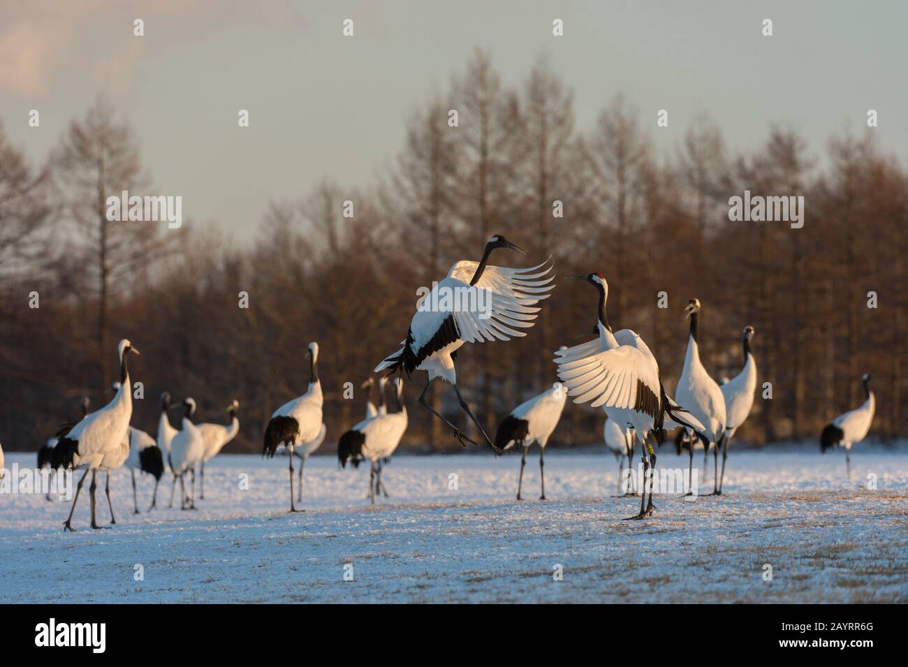 La grue japonaise (Grus japonensis), également connue sous le nom de grue à couronne rouge, est l'une des grues les plus rares au monde. Ici, au Tsurui Ito Banque D'Images La grue japonaise (Grus japonensis), également connue sous le nom de grue à couronne rouge, est l'une des grues les plus rares au monde. Ici, au Tsurui Ito Banque D'Images
