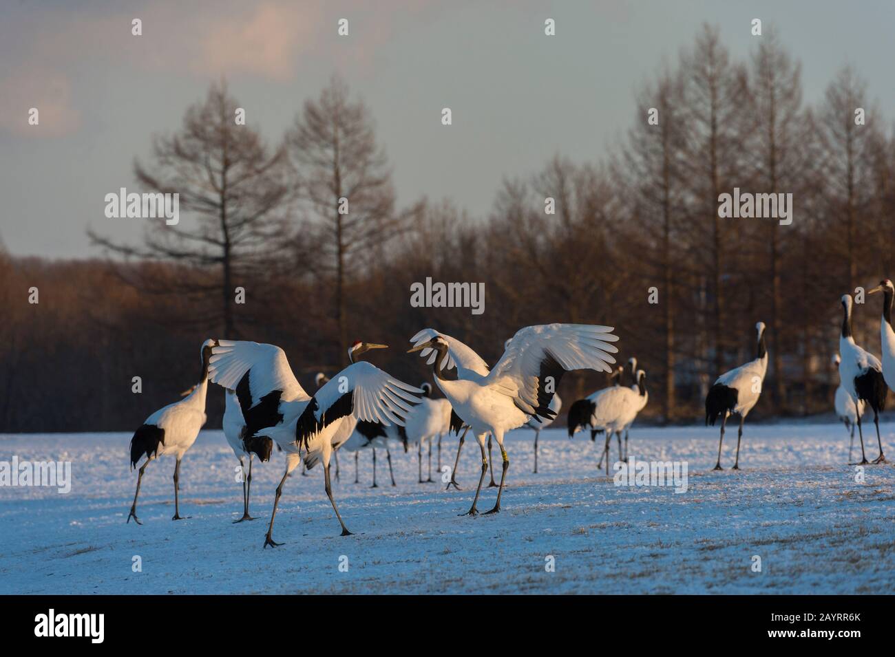 La grue japonaise (Grus japonensis), également connue sous le nom de grue à couronne rouge, est l'une des grues les plus rares au monde. Ici, au Tsurui Ito Banque D'Images La grue japonaise (Grus japonensis), également connue sous le nom de grue à couronne rouge, est l'une des grues les plus rares au monde. Ici, au Tsurui Ito Banque D'Images