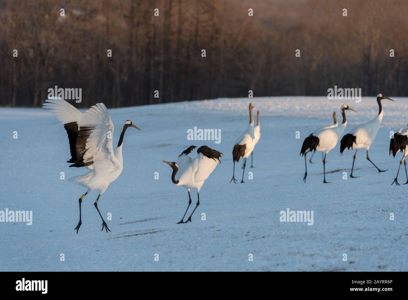 La grue japonaise (Grus japonensis), également connue sous le nom de grue à couronne rouge, est l'une des grues les plus rares au monde. Ici, au Tsurui Ito Banque D'Images La grue japonaise (Grus japonensis), également connue sous le nom de grue à couronne rouge, est l'une des grues les plus rares au monde. Ici, au Tsurui Ito Banque D'Images