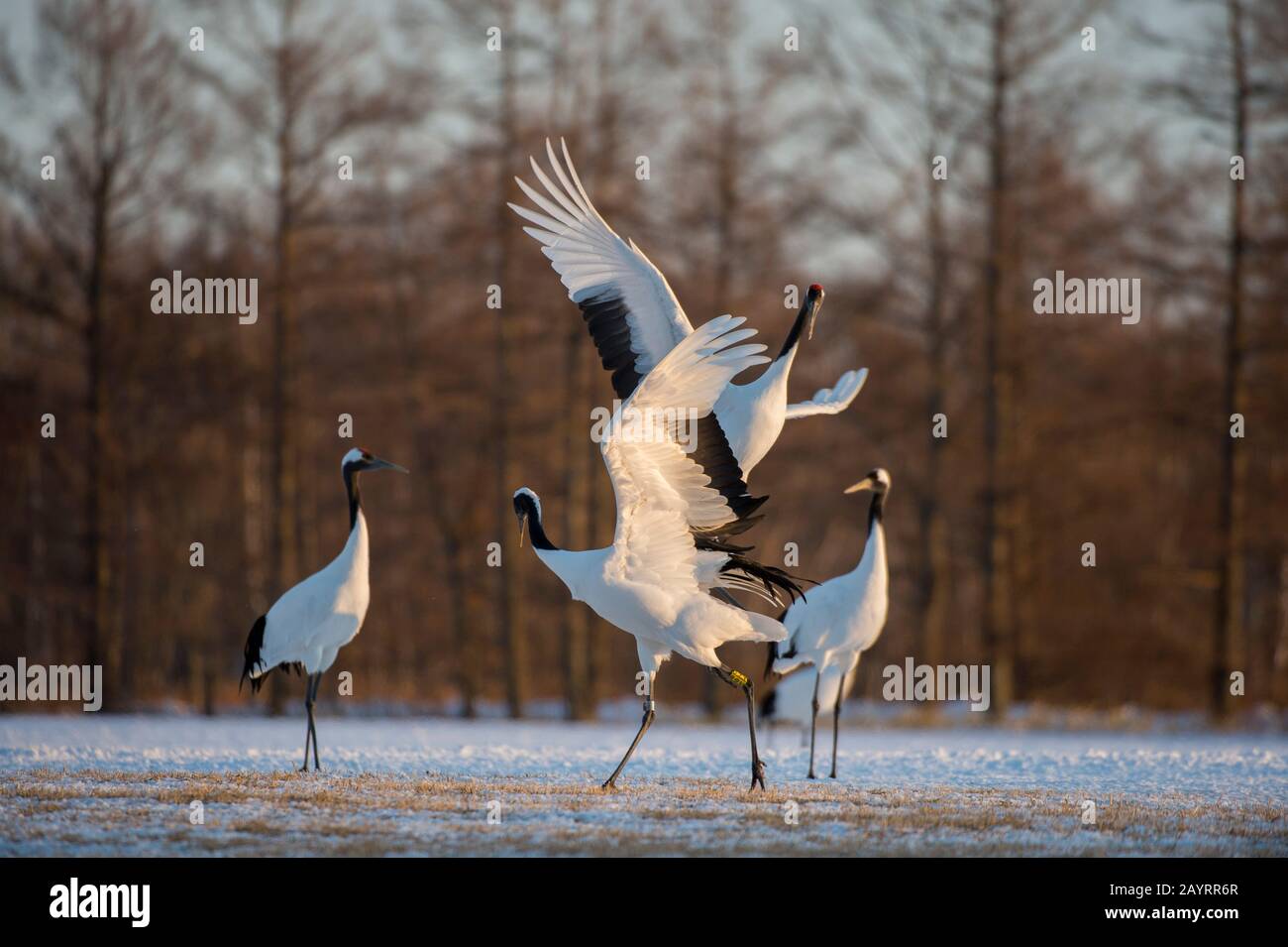 La grue japonaise (Grus japonensis), également connue sous le nom de grue à couronne rouge, est l'une des grues les plus rares au monde. Ici, au Tsurui Ito Banque D'Images La grue japonaise (Grus japonensis), également connue sous le nom de grue à couronne rouge, est l'une des grues les plus rares au monde. Ici, au Tsurui Ito Banque D'Images
