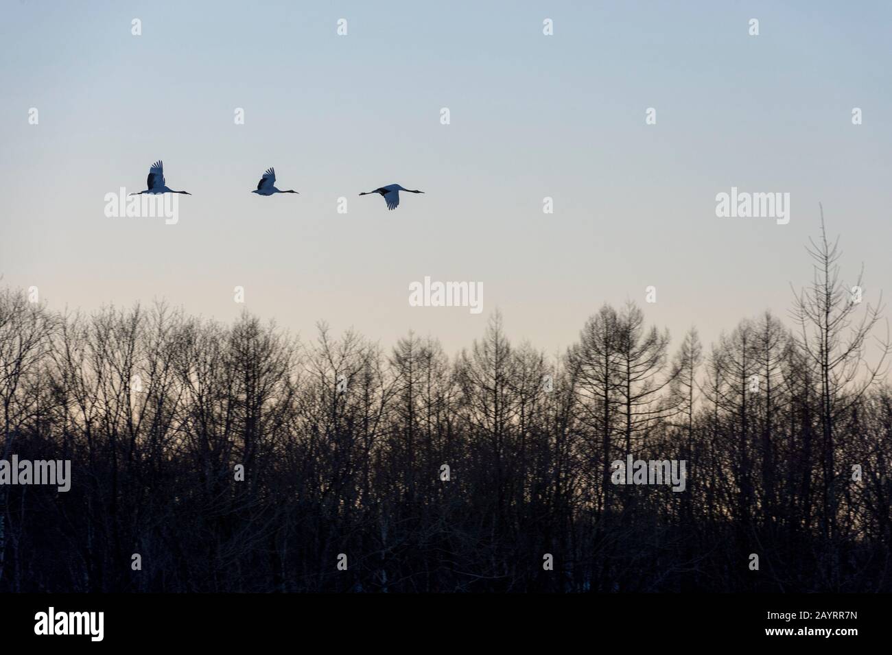 Les grues japonaises en danger (Grus japonensis), également connues sous le nom de grues à couronne rouge, qui sont l'une des grues les plus rares au monde, volent vers le Banque D'Images Les grues japonaises en danger (Grus japonensis), également connues sous le nom de grues à couronne rouge, qui sont l'une des grues les plus rares au monde, volent vers le Banque D'Images