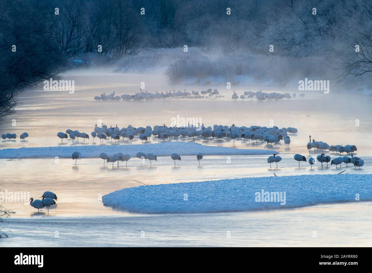 Grues japonaises en danger (Grus japonensis), également connues sous le nom de grues à couronne rouge, qui sont l'une des grues les plus rares au monde, à l'aube Banque D'Images Grues japonaises en danger (Grus japonensis), également connues sous le nom de grues à couronne rouge, qui sont l'une des grues les plus rares au monde, à l'aube Banque D'Images