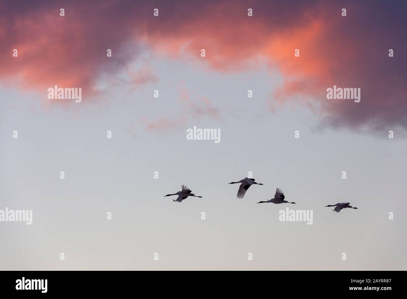 Les grues japonaises en danger (Grus japonensis), également connues sous le nom de grues à couronne rouge, qui sont l'une des grues les plus rares au monde, volent vers le Banque D'Images Les grues japonaises en danger (Grus japonensis), également connues sous le nom de grues à couronne rouge, qui sont l'une des grues les plus rares au monde, volent vers le Banque D'Images