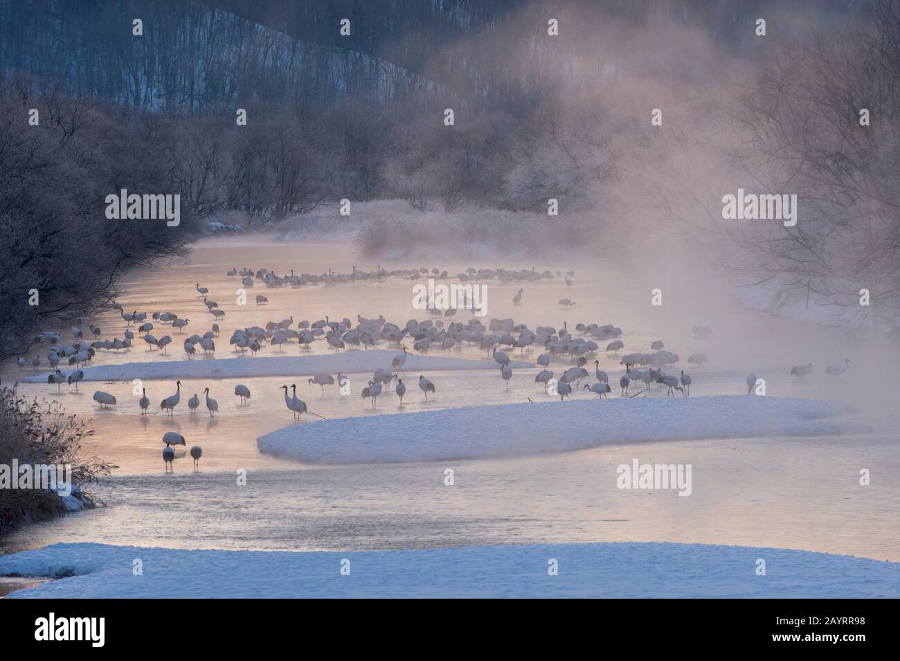 Grues japonaises en danger (Grus japonensis), également connues sous le nom de grues à couronne rouge, qui sont l'une des grues les plus rares au monde, à l'aube Banque D'Images Grues japonaises en danger (Grus japonensis), également connues sous le nom de grues à couronne rouge, qui sont l'une des grues les plus rares au monde, à l'aube Banque D'Images