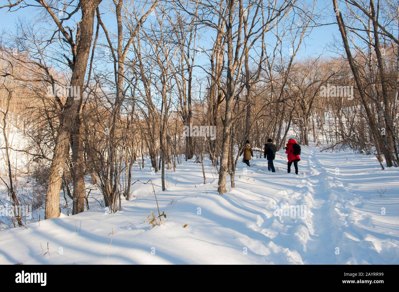 Touristes dans une forêt avec de la neige près du petit village de Tsurui près de la ville japonaise de Kushiro sur l'île d'Hokkaido, Japon. Banque D'Images