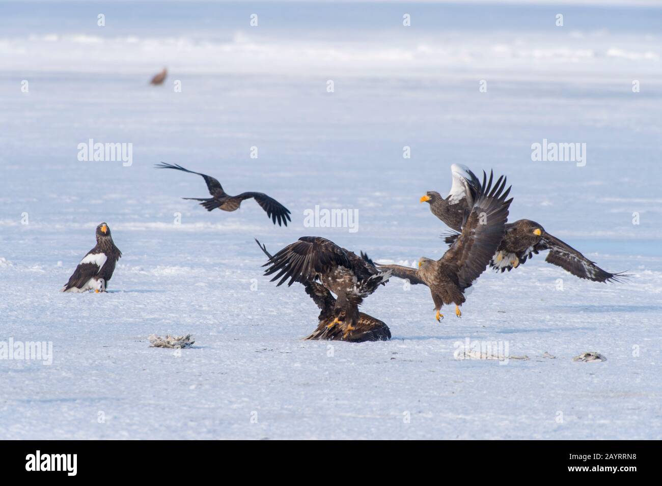 Les aigles de mer de Steller (Haliaetus pelagicus) et les aigles à queue blanche (Haliaetus albicilla) se nourrissant de poissons mis à travers le programme d'alimentation de l'aigle o Banque D'Images