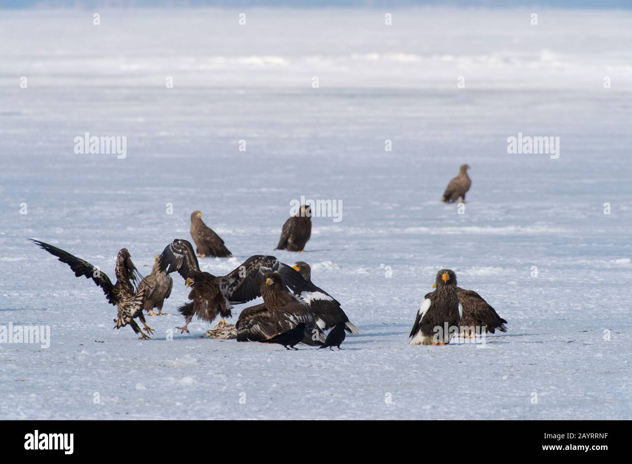 Les aigles de mer de Steller (Haliaetus pelagicus) et les aigles à queue blanche (Haliaetus albicilla) se nourrissant de poissons mis à travers le programme d'alimentation de l'aigle o Banque D'Images