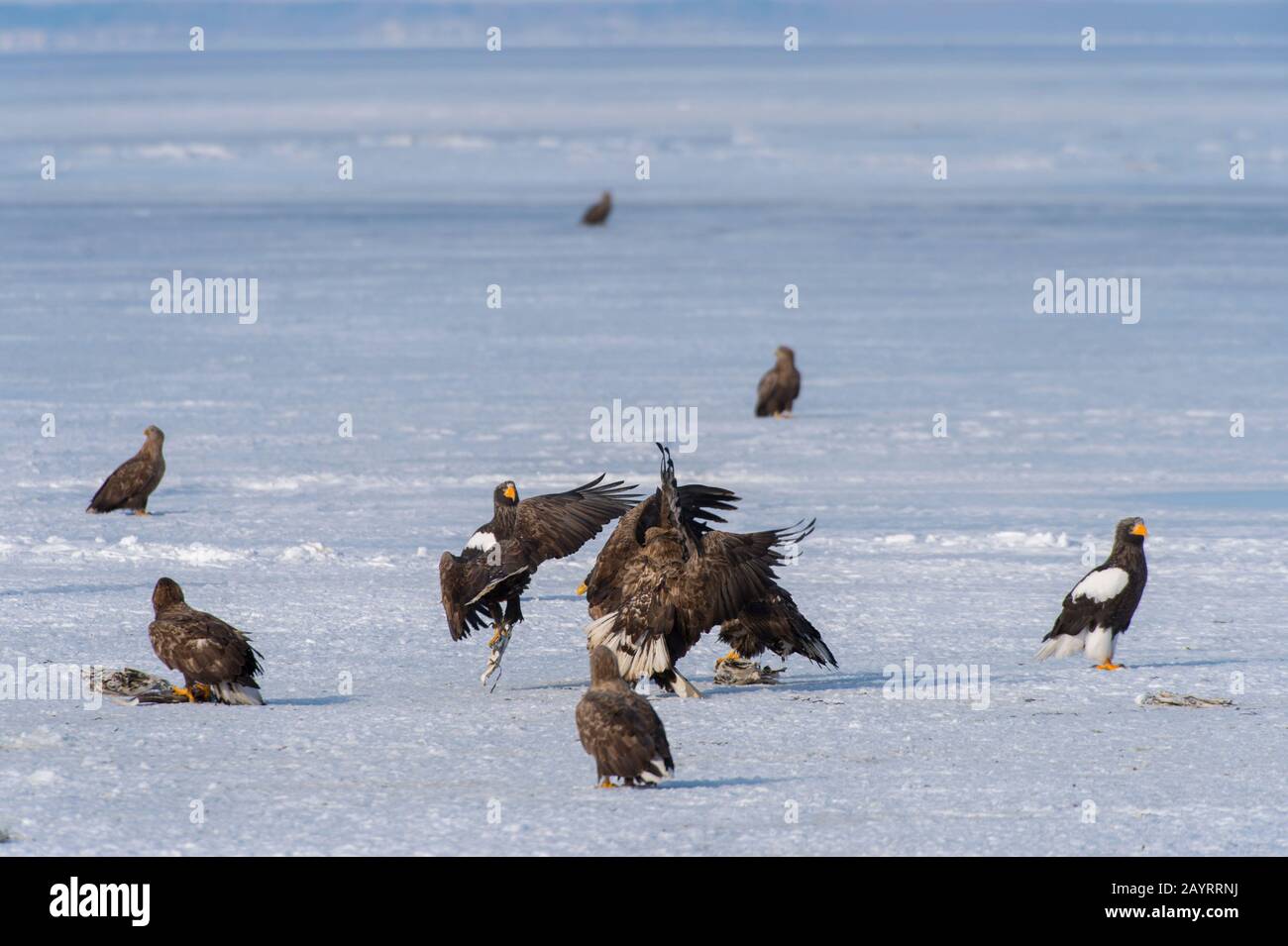 Les aigles de mer de Steller (Haliaetus pelagicus) et les aigles à queue blanche (Haliaetus albicilla) se nourrissant de poissons mis à travers le programme d'alimentation de l'aigle o Banque D'Images