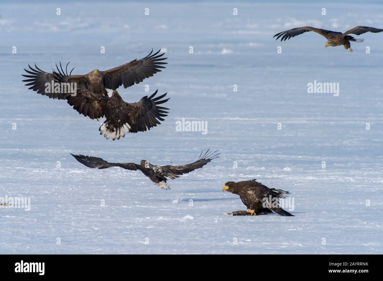 Les aigles de mer de Steller (Haliaetus pelagicus) et les aigles à queue blanche (Haliaetus albicilla) se nourrissant de poissons mis à travers le programme d'alimentation de l'aigle o Banque D'Images