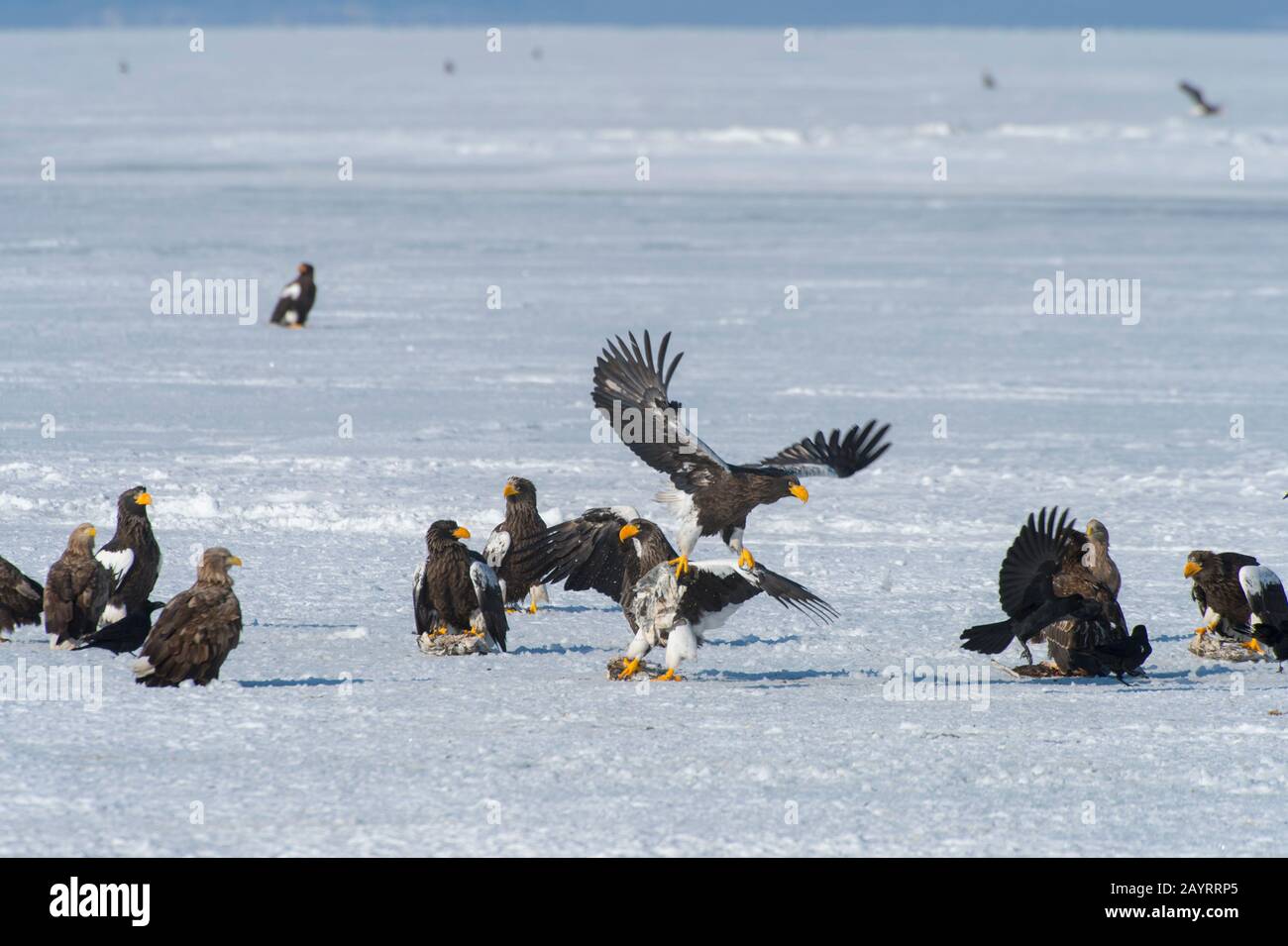 Les aigles de mer de Steller (Haliaetus pelagicus) et les aigles à queue blanche (Haliaetus albicilla) se nourrissant de poissons mis à travers le programme d'alimentation de l'aigle o Banque D'Images