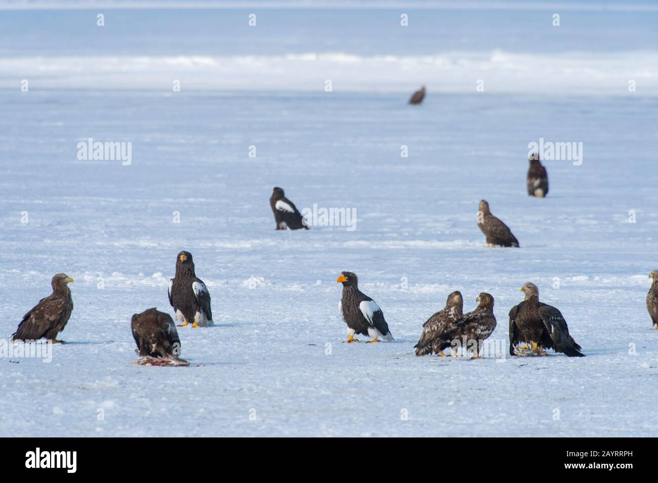 Les aigles de mer de Steller (Haliaetus pelagicus) et les aigles à queue blanche (Haliaetus albicilla) se nourrissant de poissons mis à travers le programme d'alimentation de l'aigle o Banque D'Images