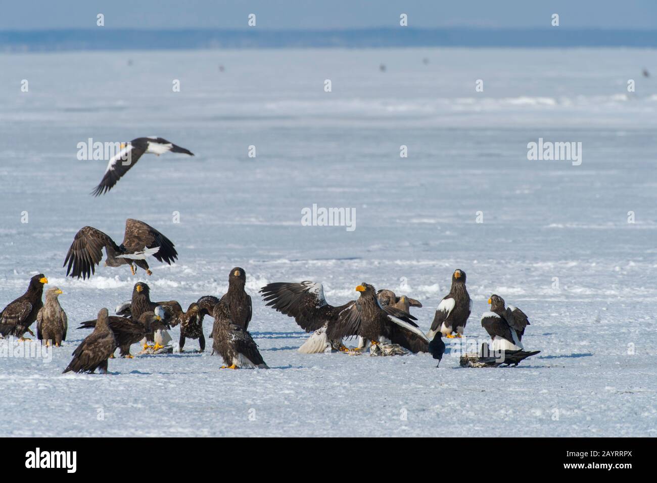 Les aigles de mer de Steller (Haliaetus pelagicus) et les aigles à queue blanche (Haliaetus albicilla) se nourrissant de poissons mis à travers le programme d'alimentation de l'aigle o Banque D'Images