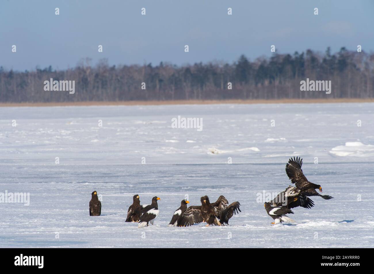Les aigles de mer de Steller (Haliaetus pelagicus) et les aigles à queue blanche (Haliaetus albicilla) se nourrissant de poissons mis à travers le programme d'alimentation de l'aigle o Banque D'Images