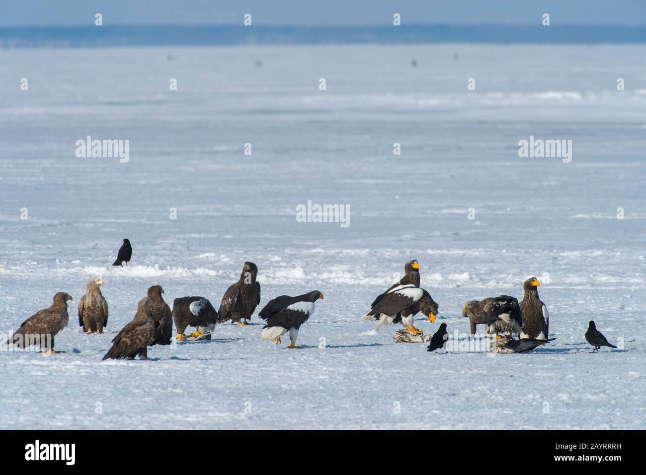 Les aigles de mer de Steller (Haliaetus pelagicus) et les aigles à queue blanche (Haliaetus albicilla) se nourrissant de poissons mis à travers le programme d'alimentation de l'aigle o Banque D'Images
