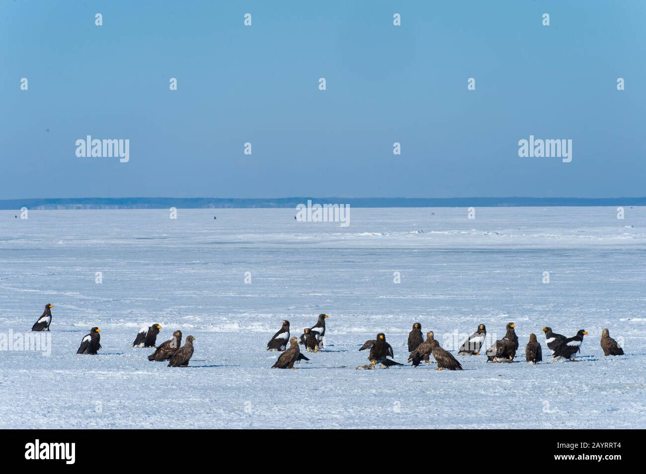 Les aigles de mer de Steller (Haliaetus pelagicus) et les aigles à queue blanche (Haliaetus albicilla) se nourrissant de poissons mis à travers le programme d'alimentation de l'aigle o Banque D'Images