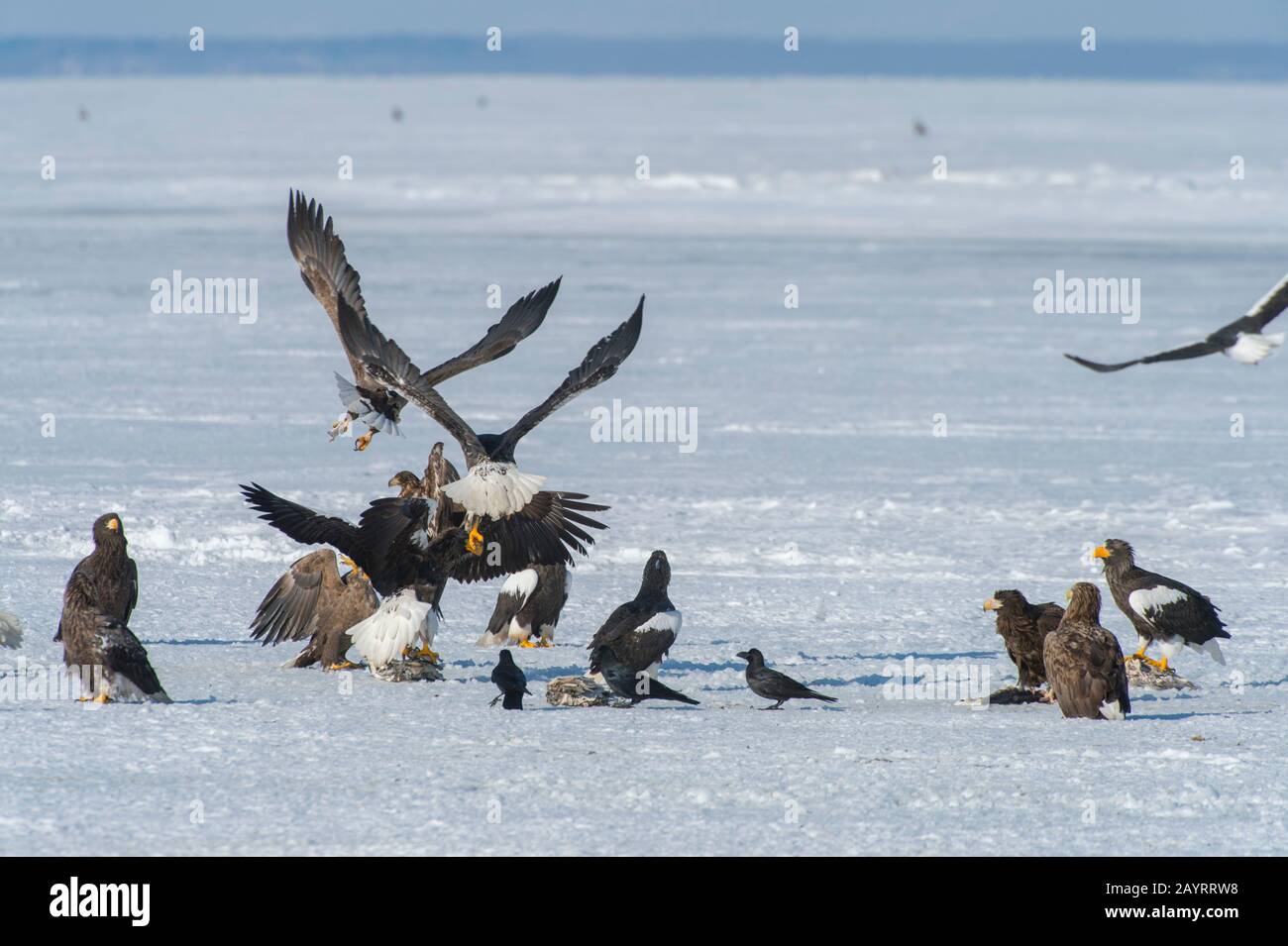 Les aigles de mer de Steller (Haliaetus pelagicus) et les aigles à queue blanche (Haliaetus albicilla) se nourrissant de poissons mis à travers le programme d'alimentation de l'aigle o Banque D'Images