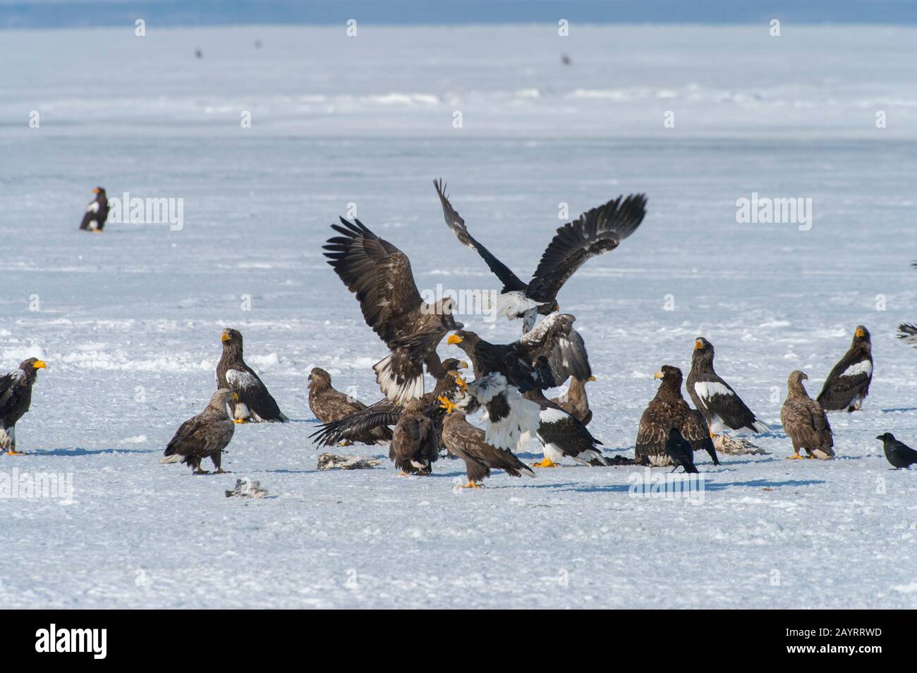 Les aigles de mer de Steller (Haliaetus pelagicus) et les aigles à queue blanche (Haliaetus albicilla) se nourrissant de poissons mis à travers le programme d'alimentation de l'aigle o Banque D'Images