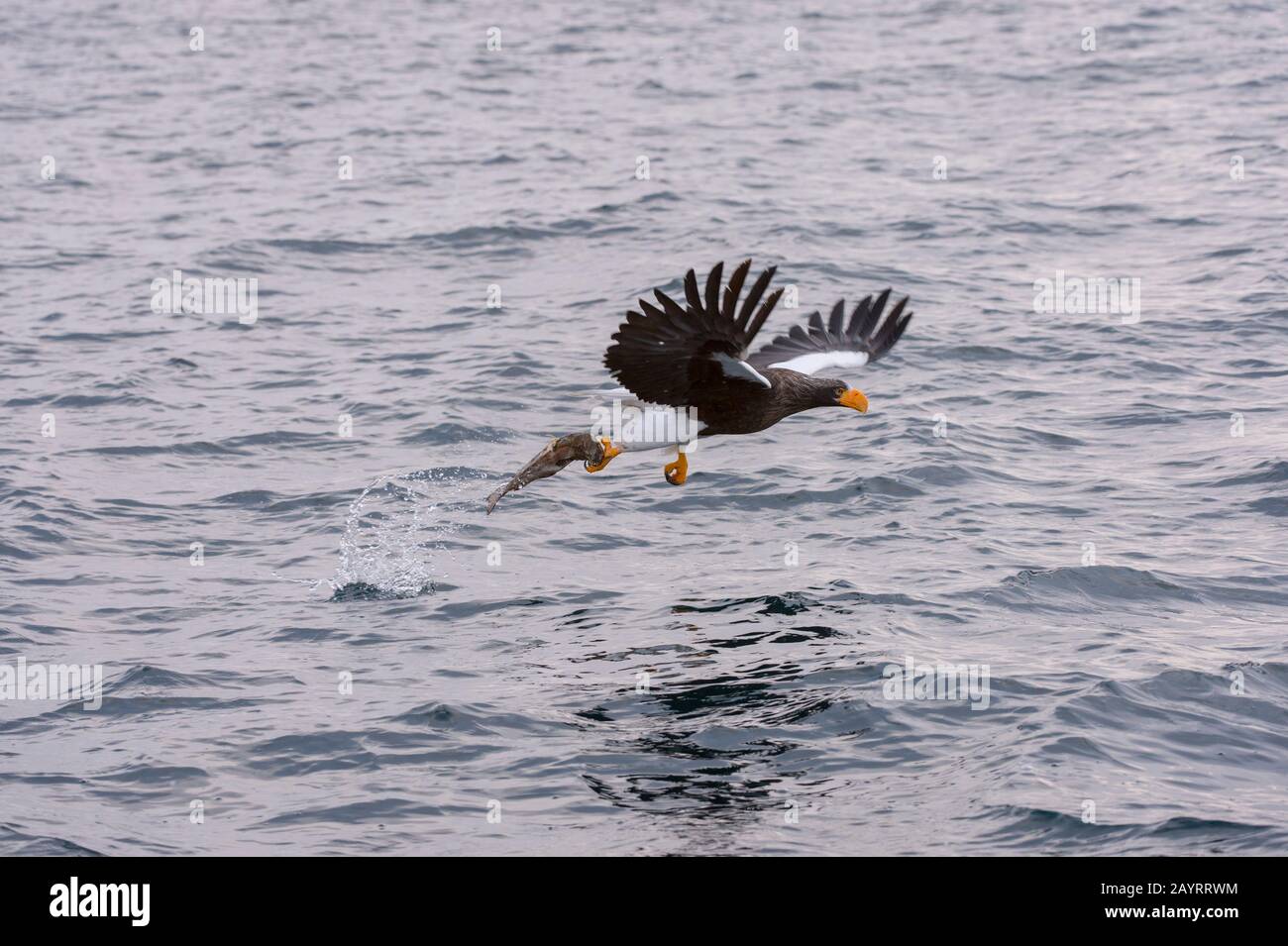 Un aigle de mer de Steller (Haliaetus pelagicus) attrape un poisson de la mer au large de la petite ville de Rausu, qui est située à l'extrémité est du Banque D'Images